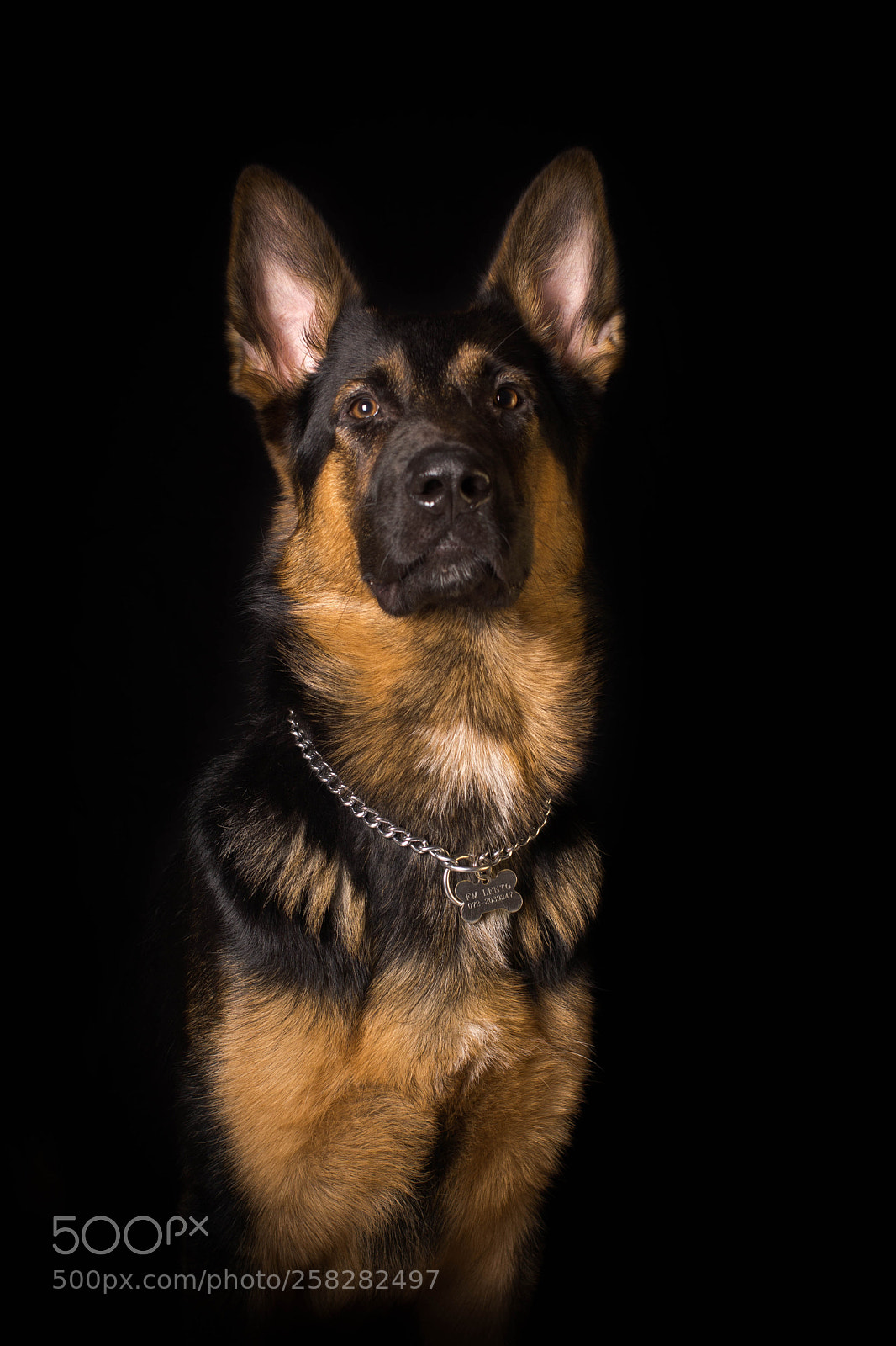Sony SLT-A77 sample photo. German shepard, schäfer photography