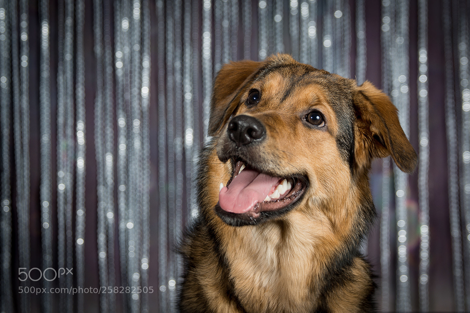 Sony SLT-A77 sample photo. Hundfotografering photography