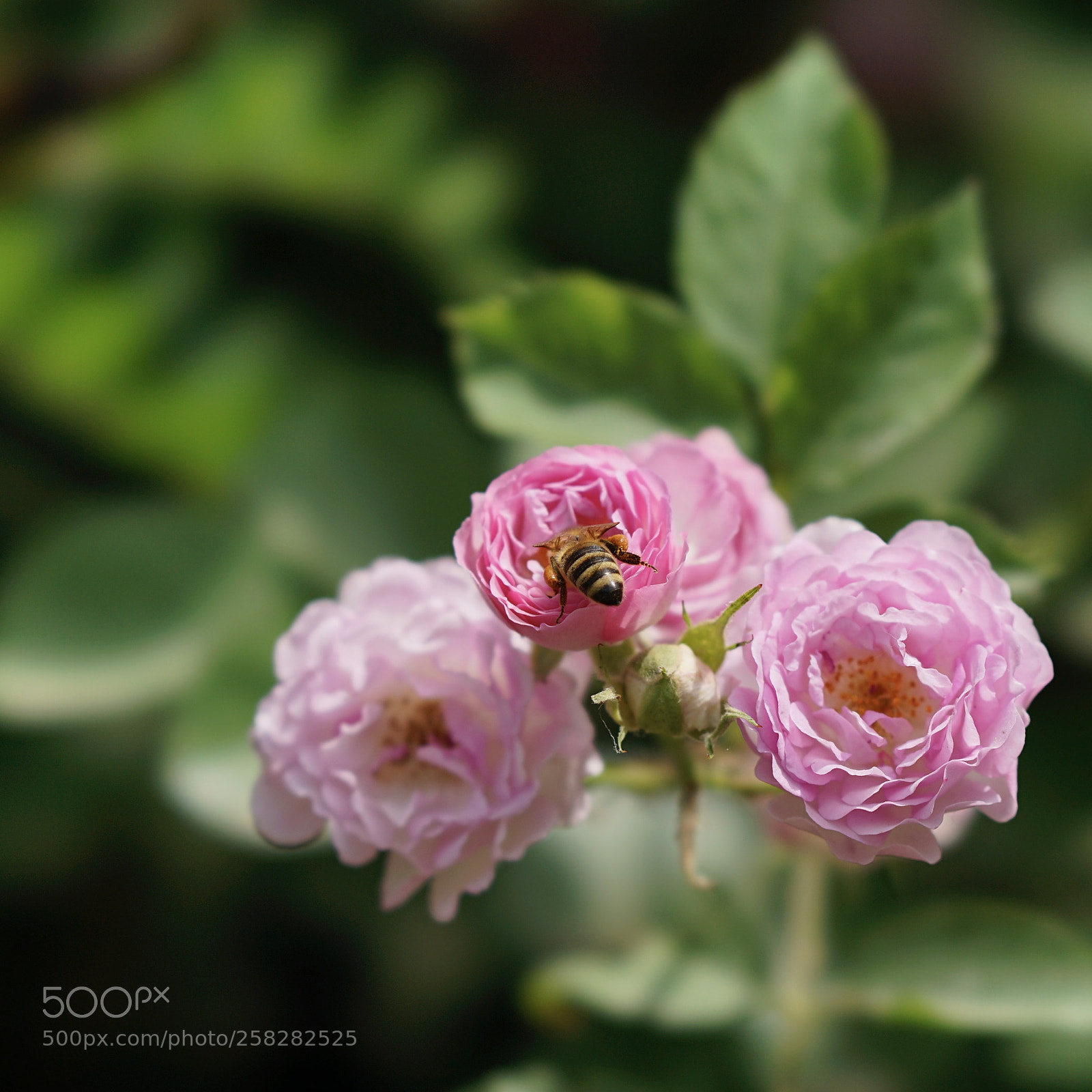 Sony a7 II sample photo. 三花慶豐 photography