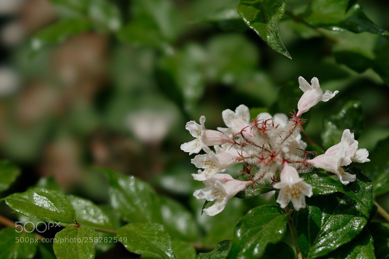 Sony a7 II sample photo. 猬实素雅 photography