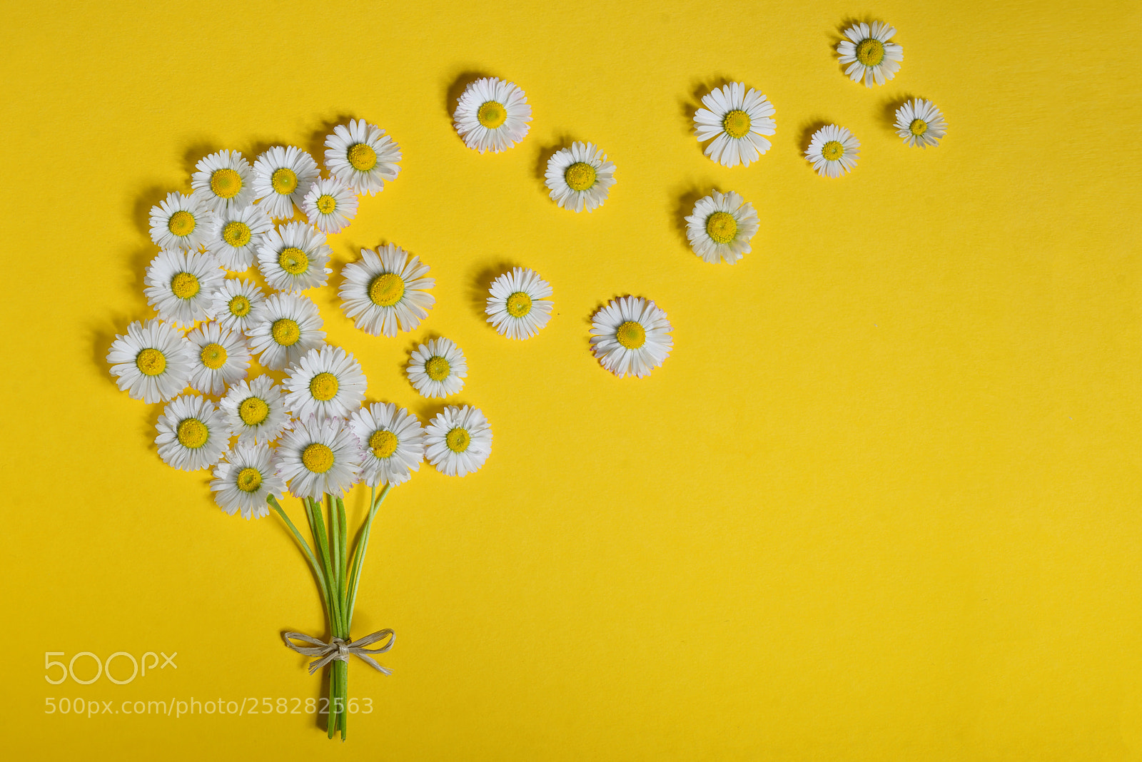 Nikon D610 sample photo. Abstract daisy flower bouquet photography