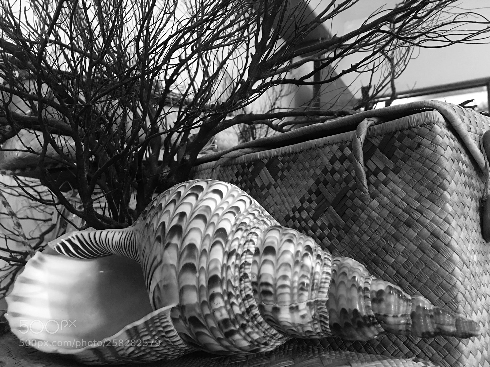 Apple iPhone 6s Plus sample photo. Conch shell photography