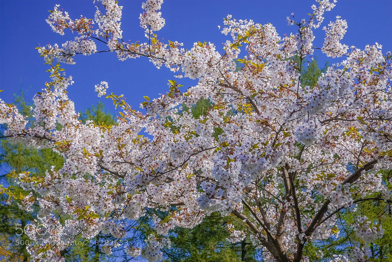 Nikon D60 sample photo. Dsc photography