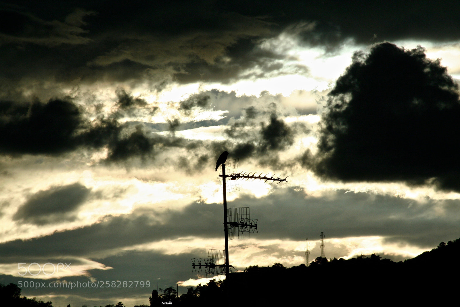 Canon EOS 350D (EOS Digital Rebel XT / EOS Kiss Digital N) sample photo. The crow photography