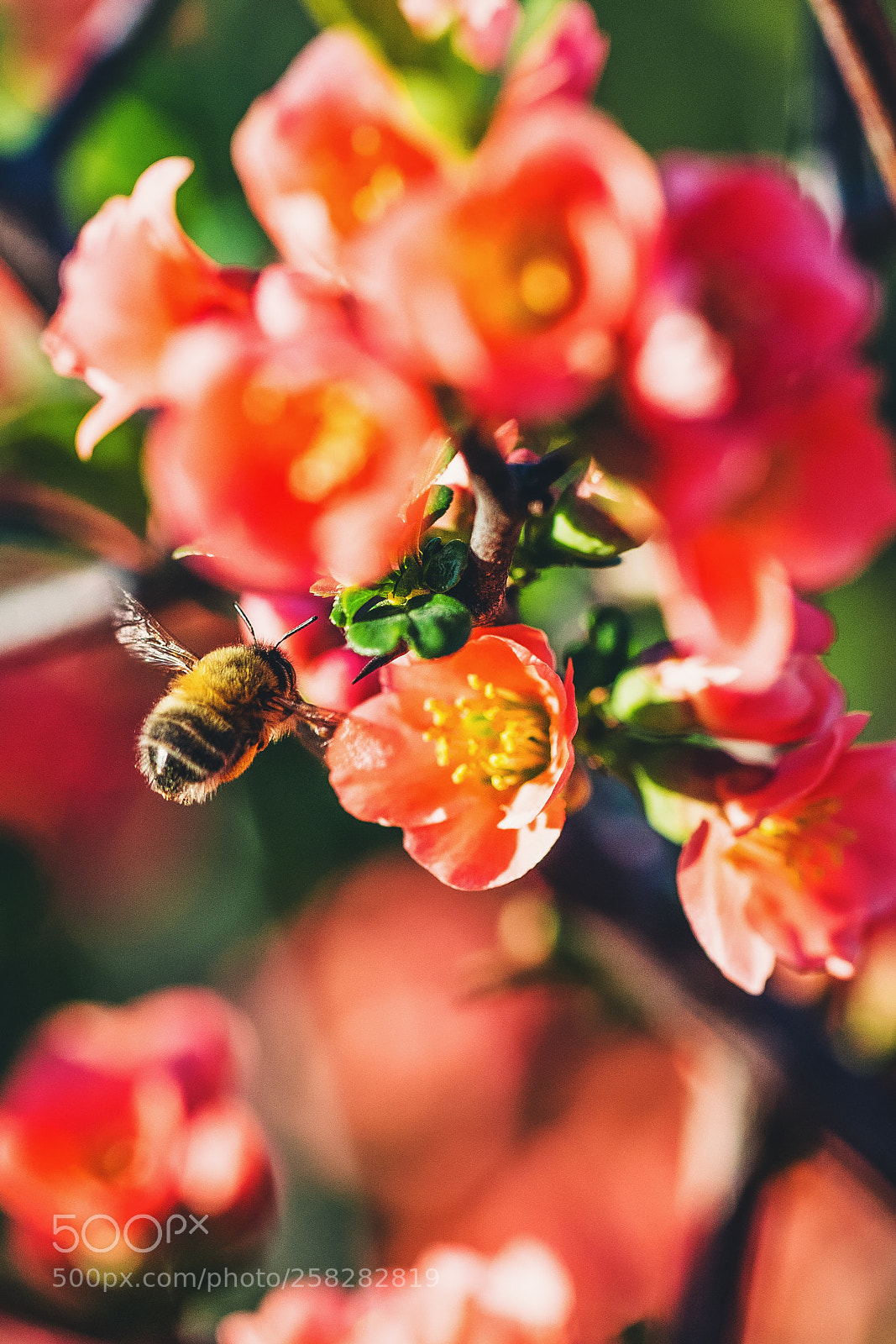 Canon EOS 6D sample photo. Flower land photography