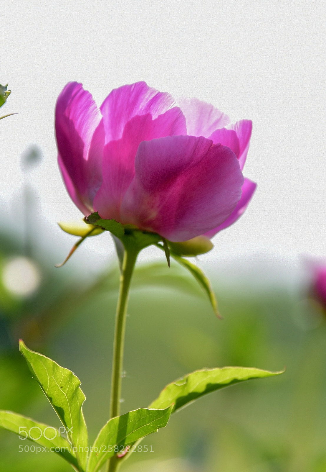 Nikon D750 sample photo. Peony photography