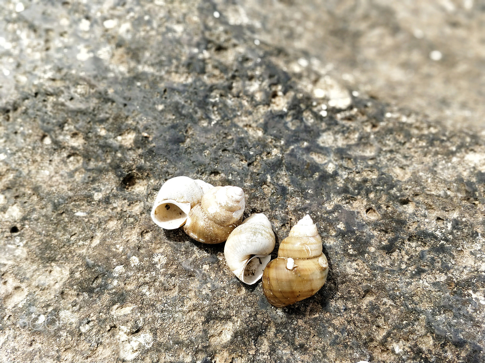 OnePlus 5 sample photo. Sea shells photography