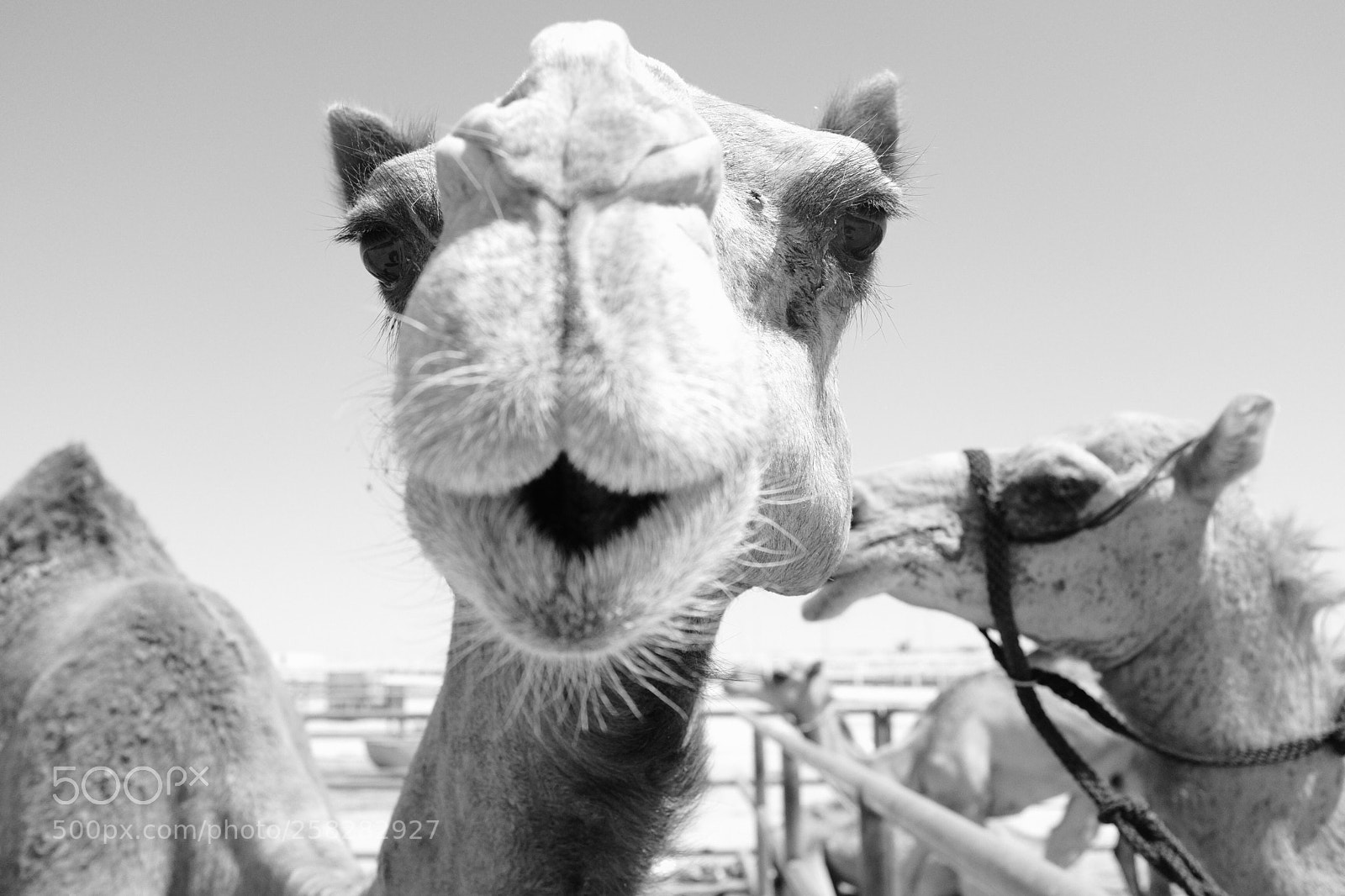 Fujifilm X100T sample photo. Doha, qatar photography