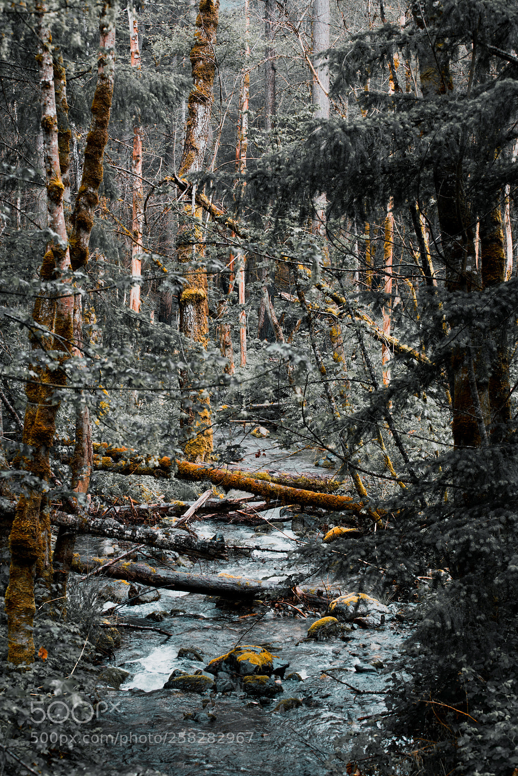 Sony a7R II sample photo. Untitled photography
