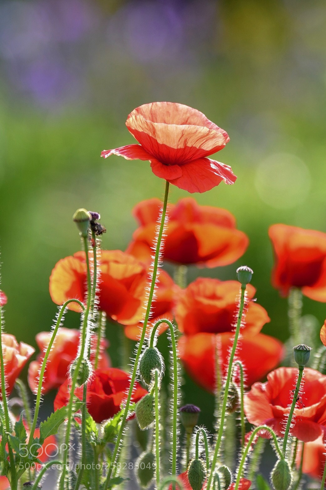 Nikon D750 sample photo. Red poppy photography
