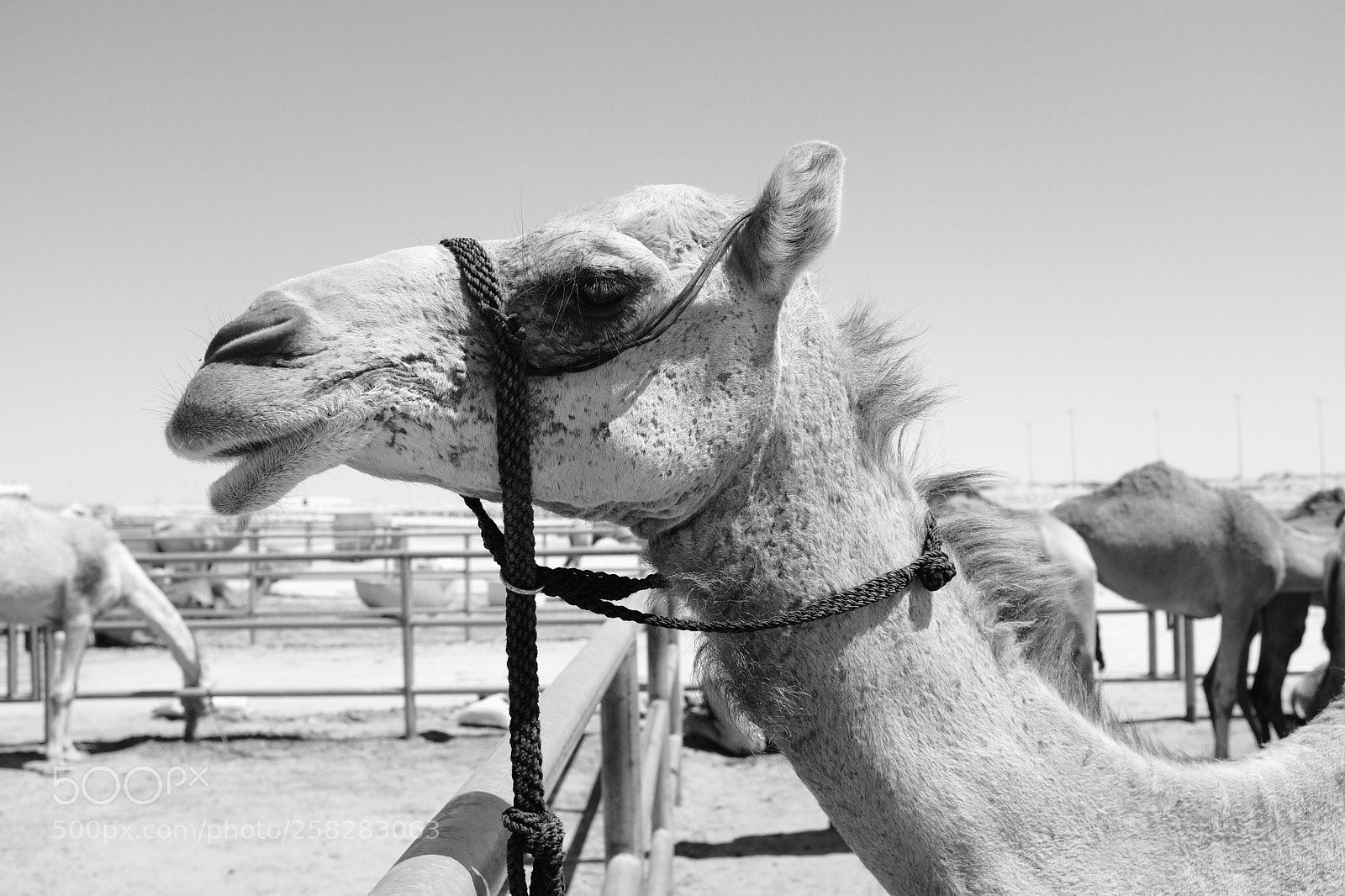 Fujifilm X100T sample photo. Doha, qatar photography