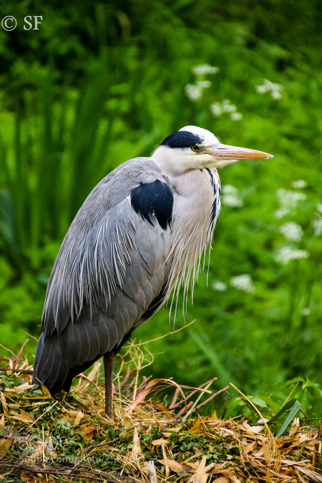 Canon EOS 750D (EOS Rebel T6i / EOS Kiss X8i) sample photo. Ardea cinerea photography