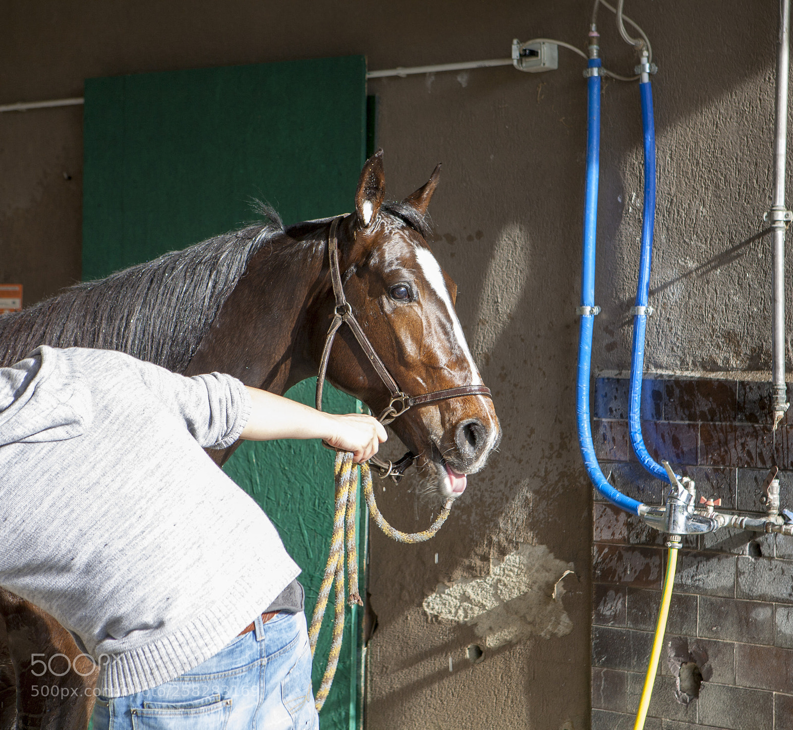 Canon EOS 5D sample photo. When horses loves jokin' photography