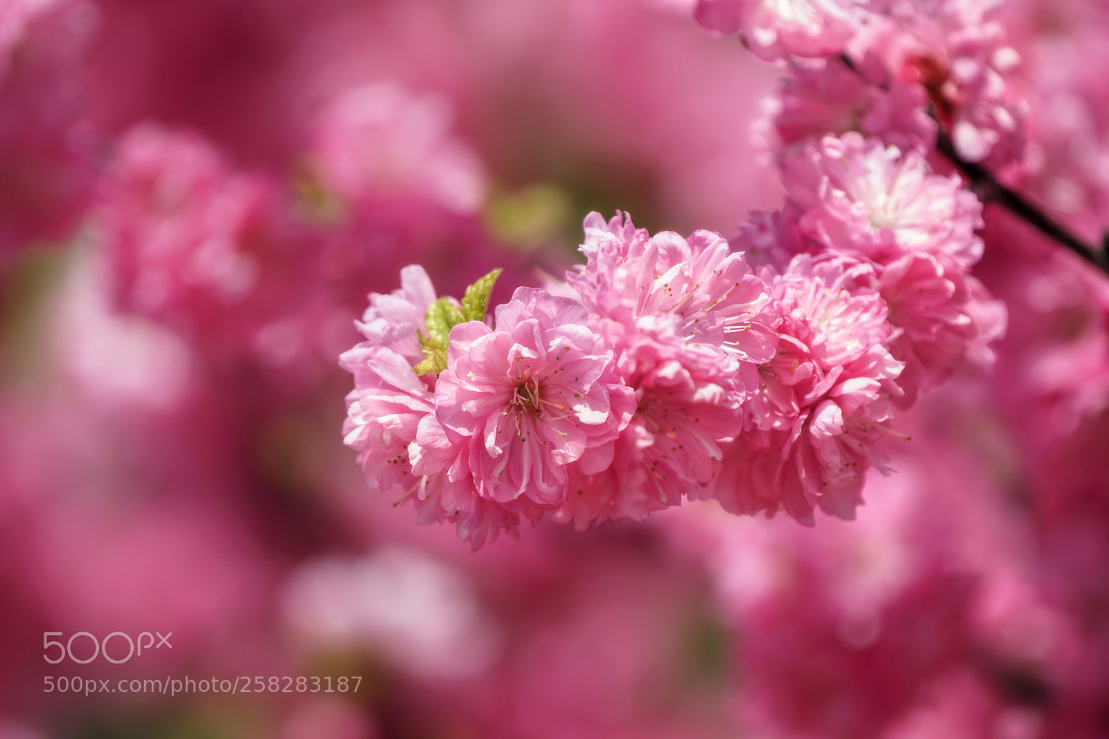 Sony a6300 sample photo. Spring blossom photography