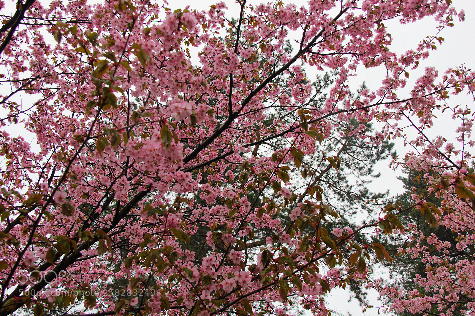 Canon EOS 550D (EOS Rebel T2i / EOS Kiss X4) sample photo. Cherry blossom - photo 1 photography