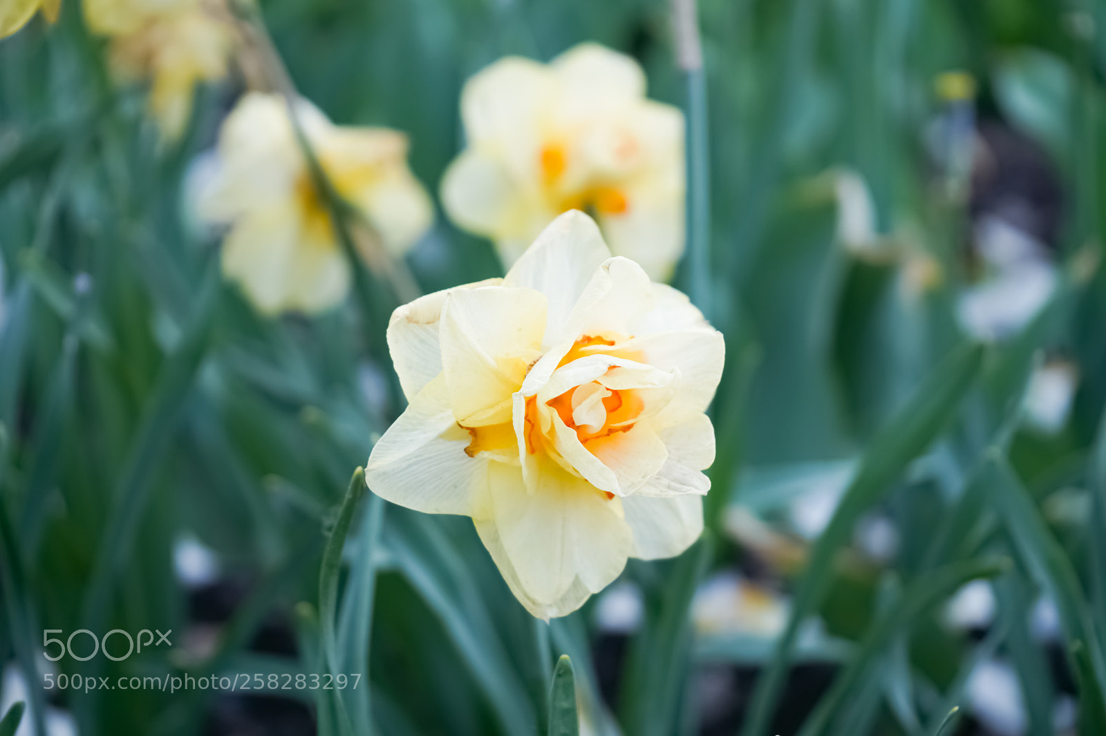 Sony a7 sample photo. Цветы. photography