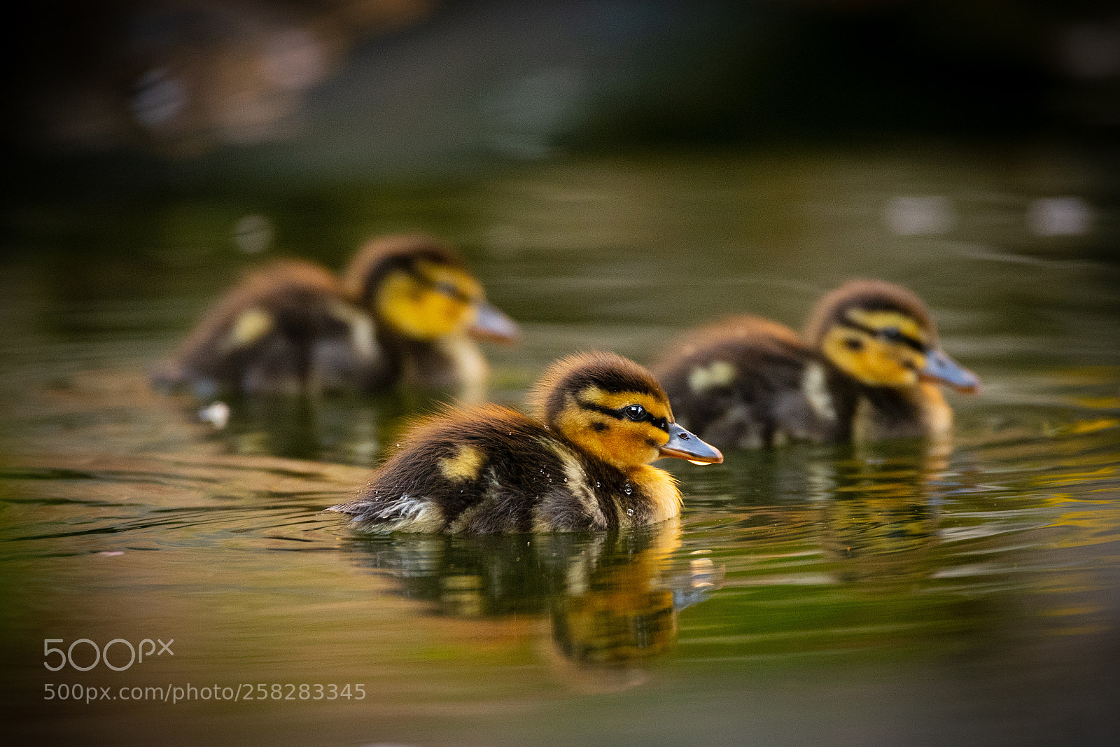 Nikon D500 sample photo. Ducklings photography