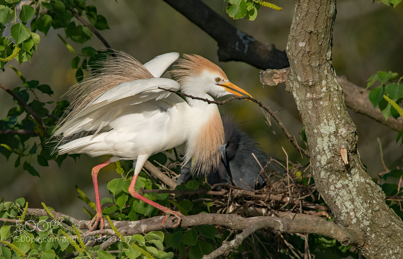 Sony a7R II sample photo. Branch thief photography