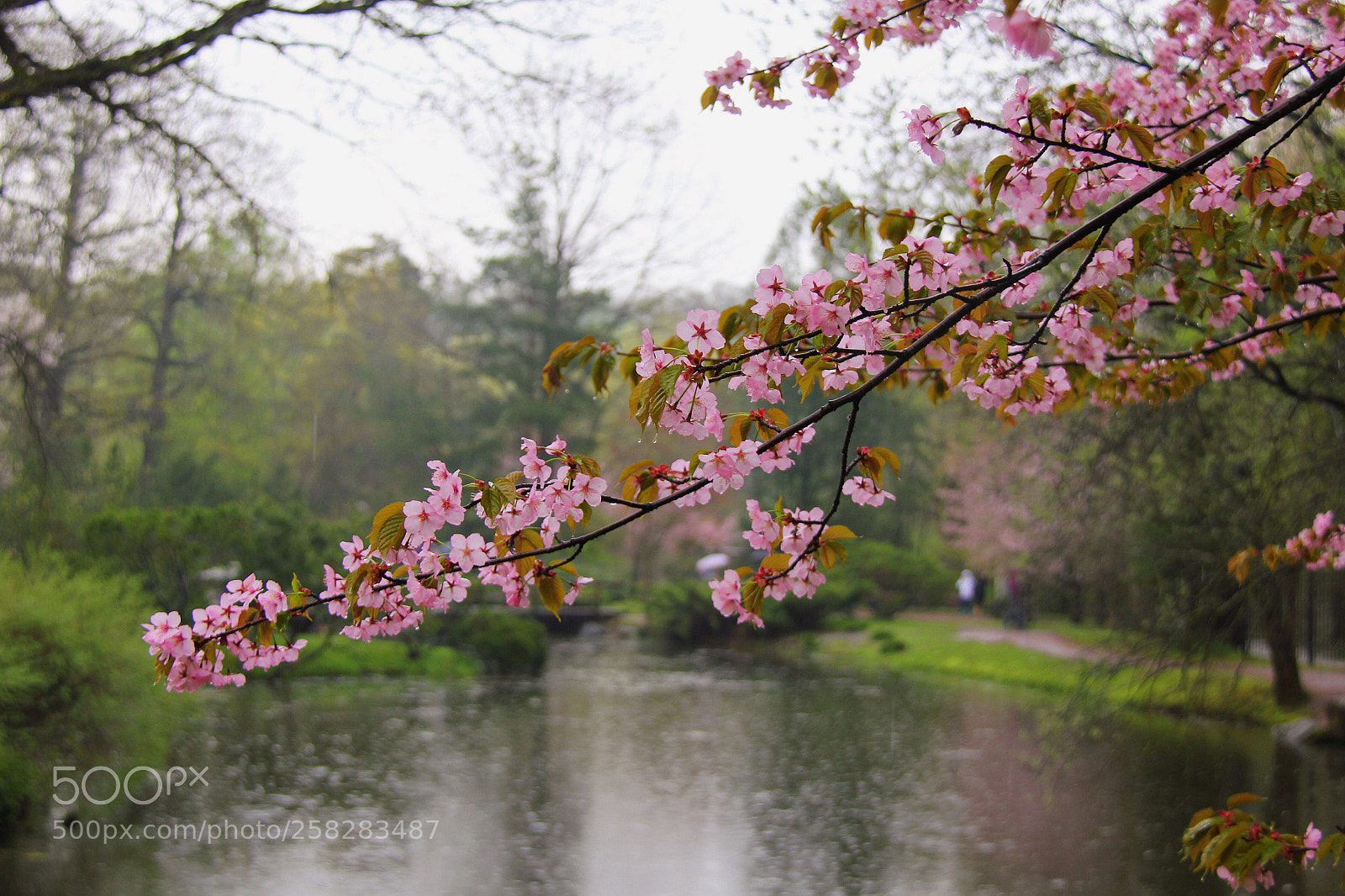 Canon EOS 550D (EOS Rebel T2i / EOS Kiss X4) sample photo. Cherry blossom - photo 2 photography