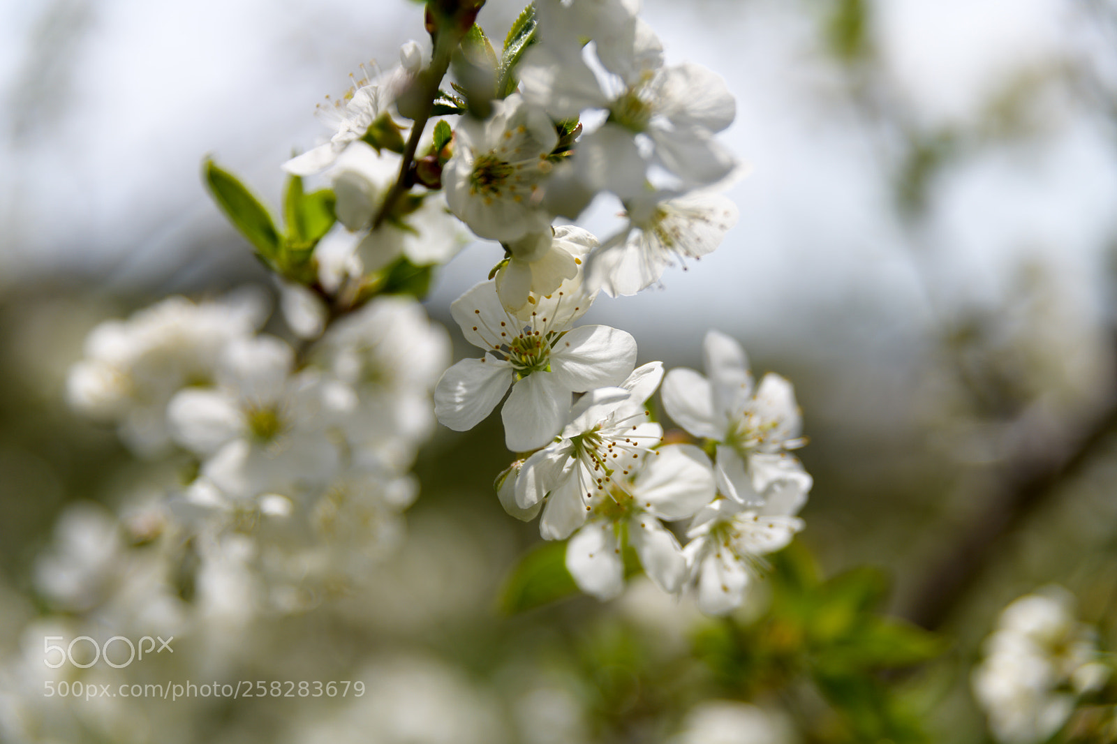 Nikon D850 sample photo. Untitled photography