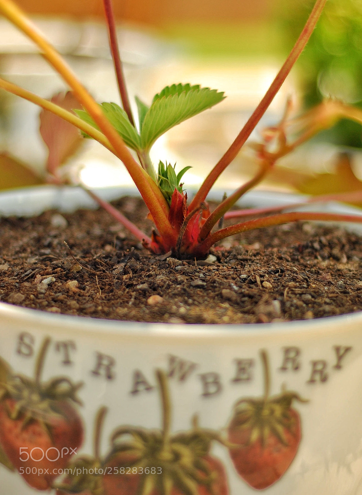 Nikon D80 sample photo. Strawberry plant photography