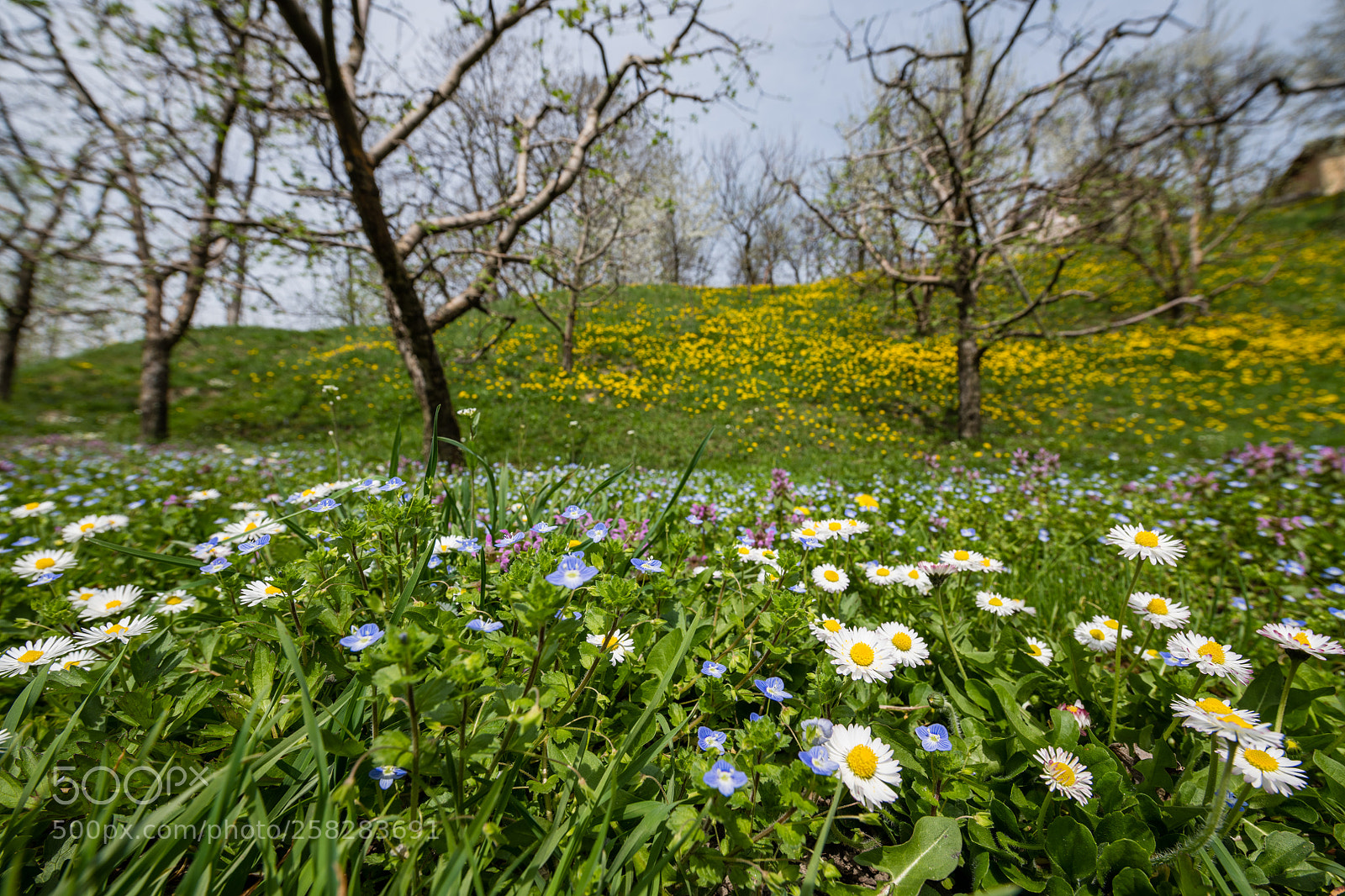 Nikon D850 sample photo. Untitled photography