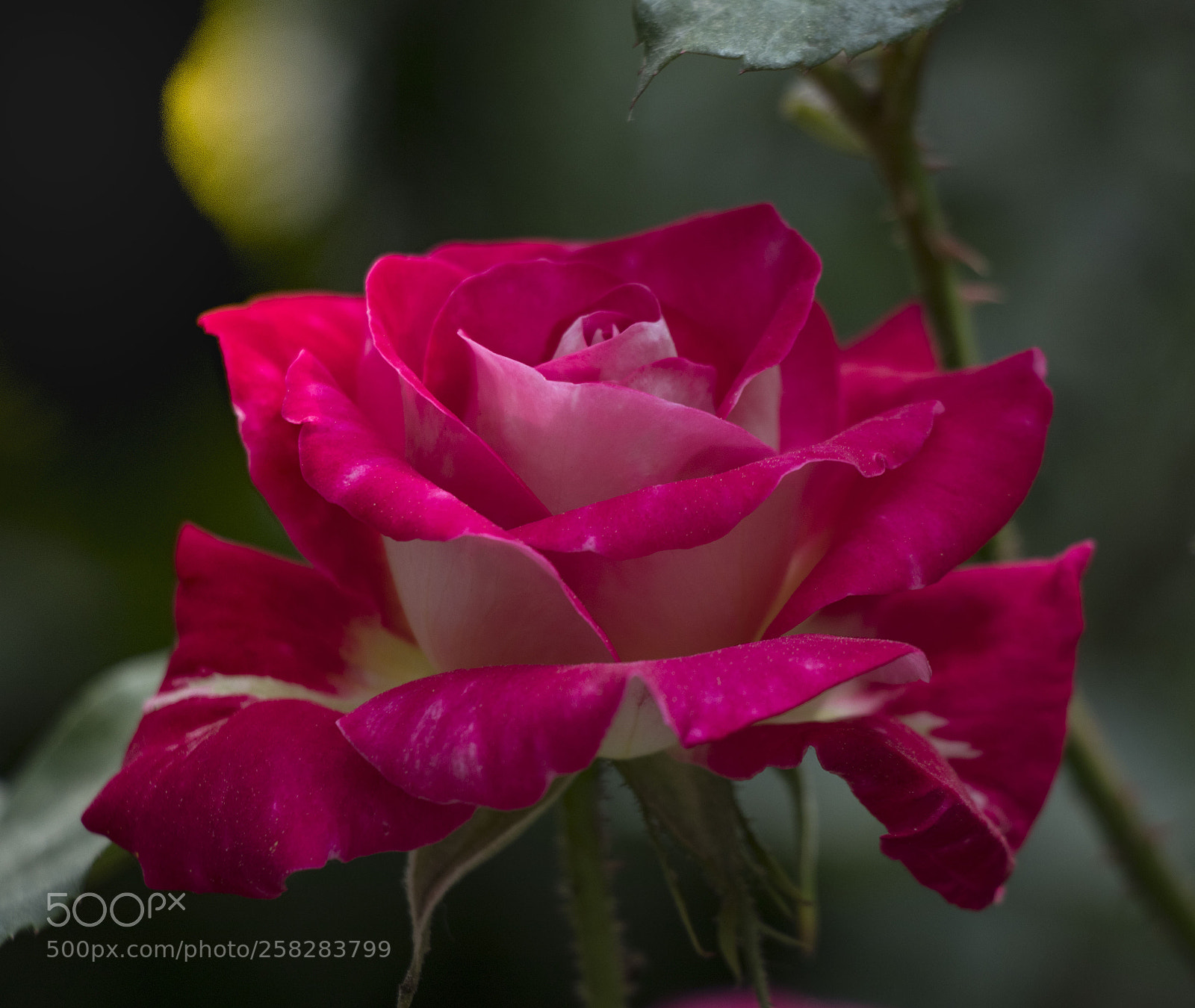Canon EOS 77D (EOS 9000D / EOS 770D) sample photo. Pink rose photography