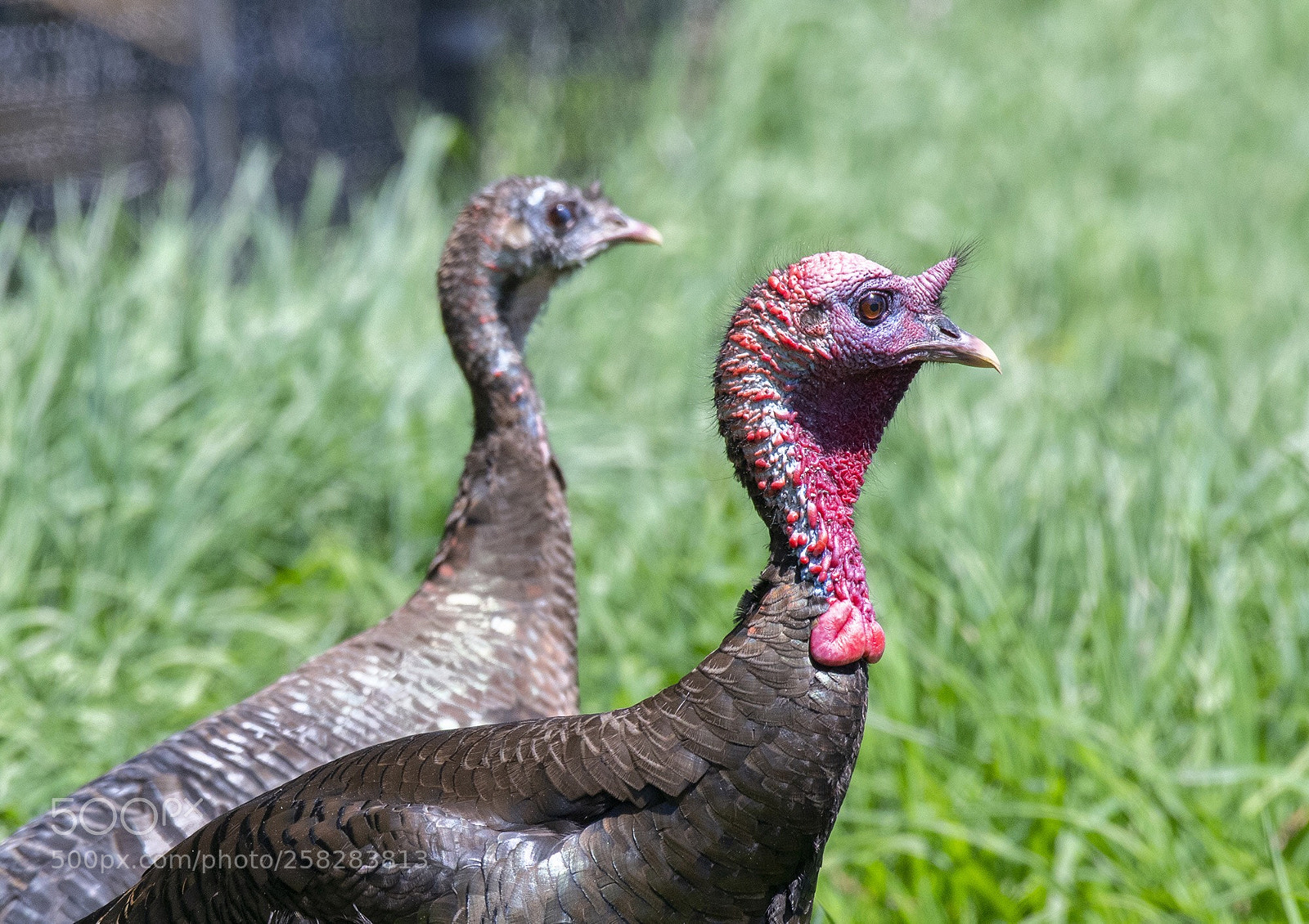 Nikon D850 sample photo. Double turkey  photography