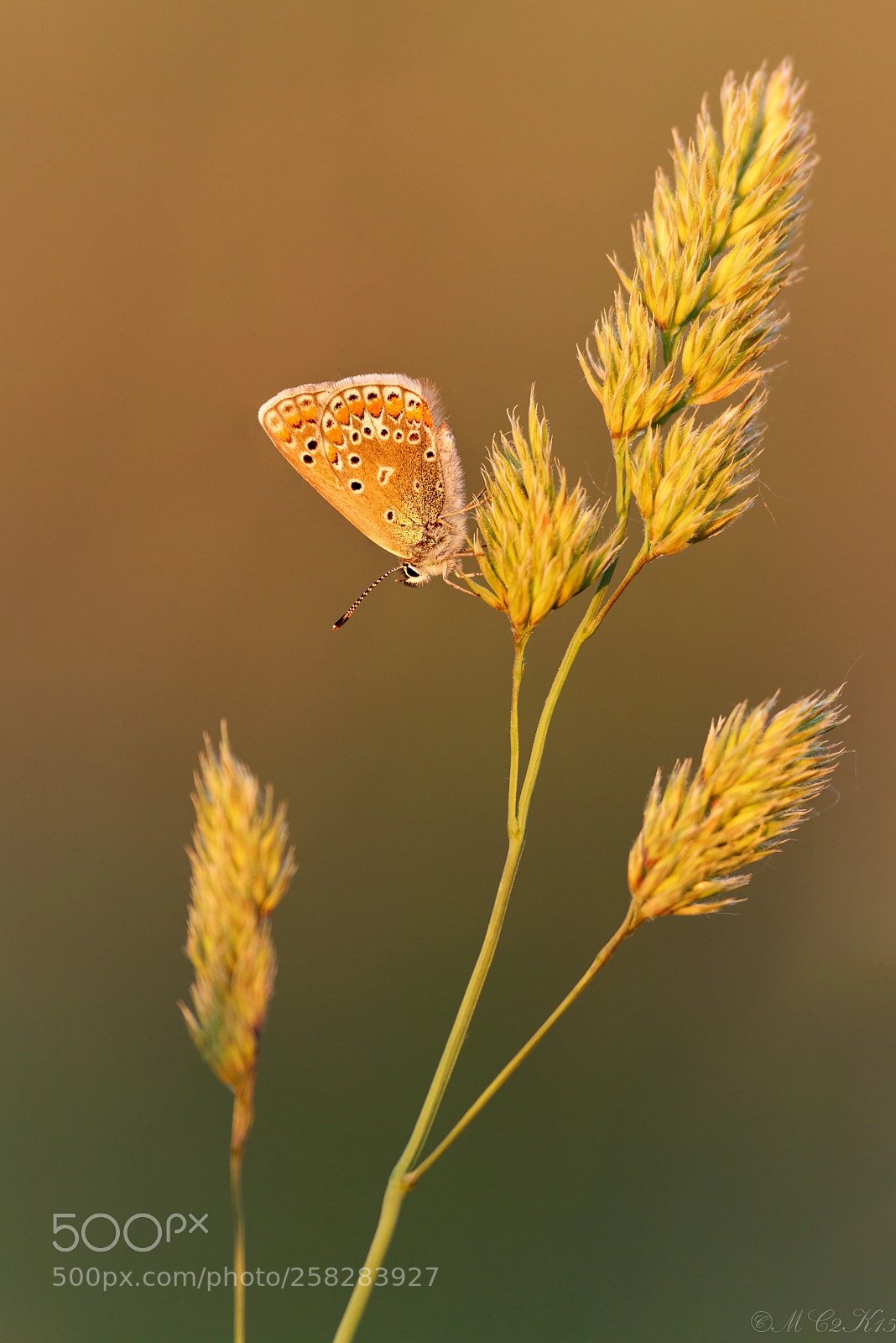 Canon EOS M50 (EOS Kiss M) sample photo. Hauhechel-bl uling common blue photography