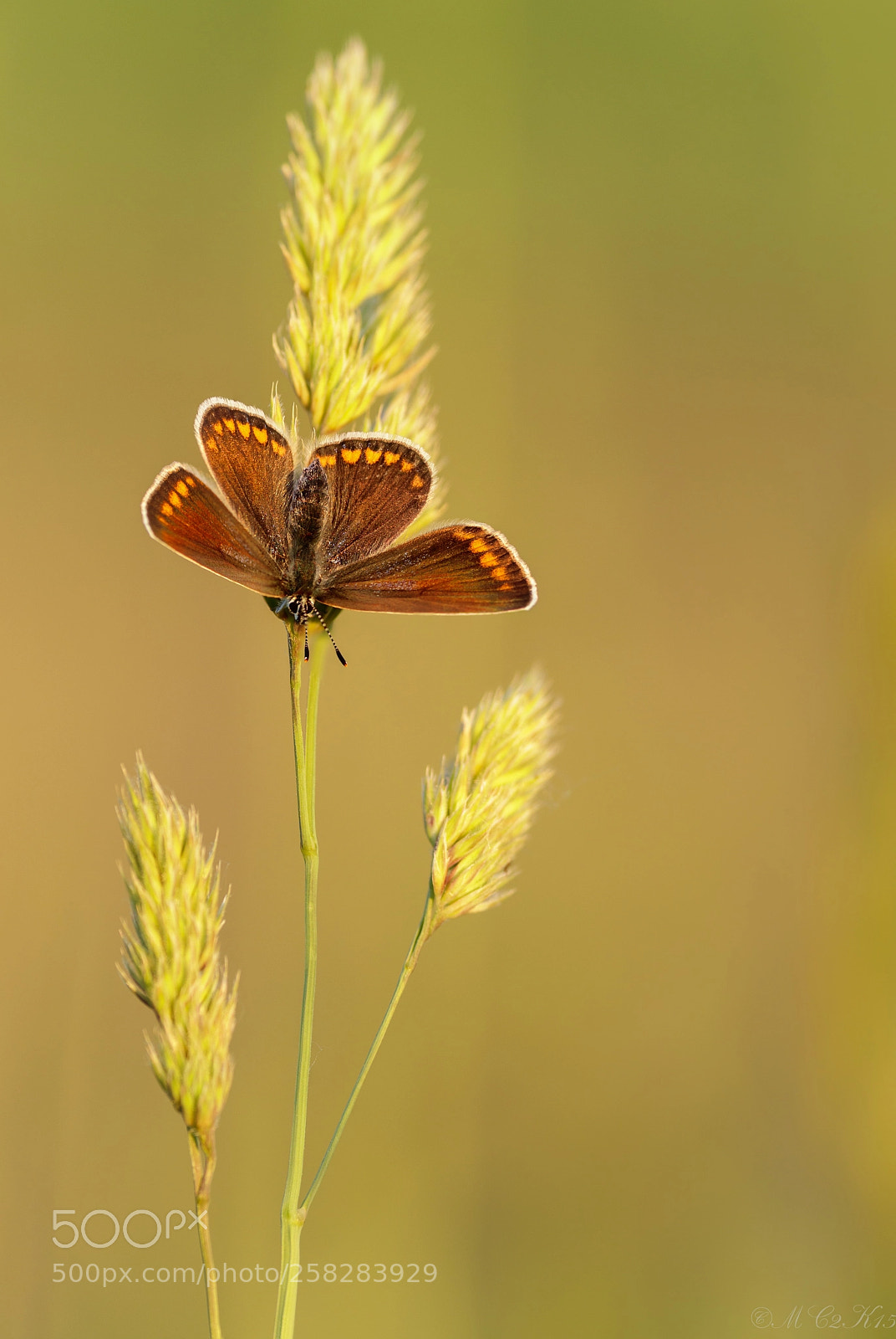 Canon EOS M50 (EOS Kiss M) sample photo. Hauhechel-bl uling common blue photography