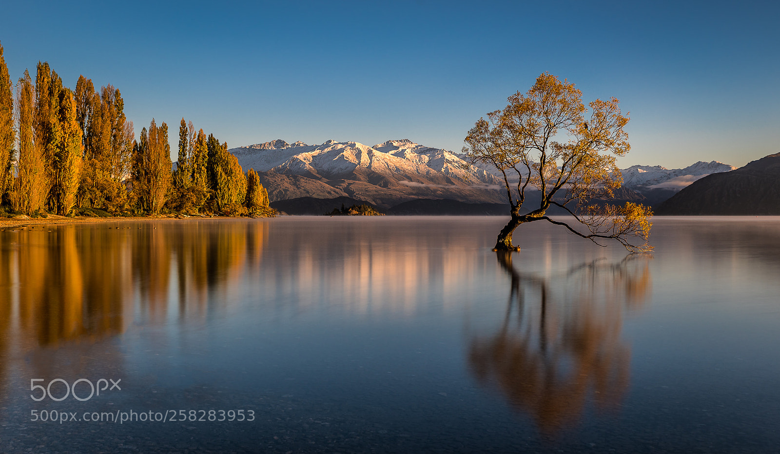 Nikon D750 sample photo. Wanaka tree #2 photography