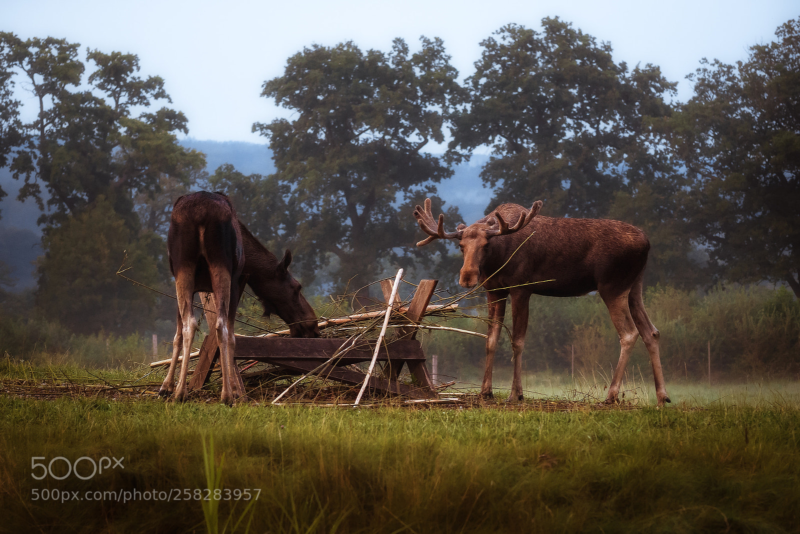 Sony a6000 sample photo. Abendessen f r die photography