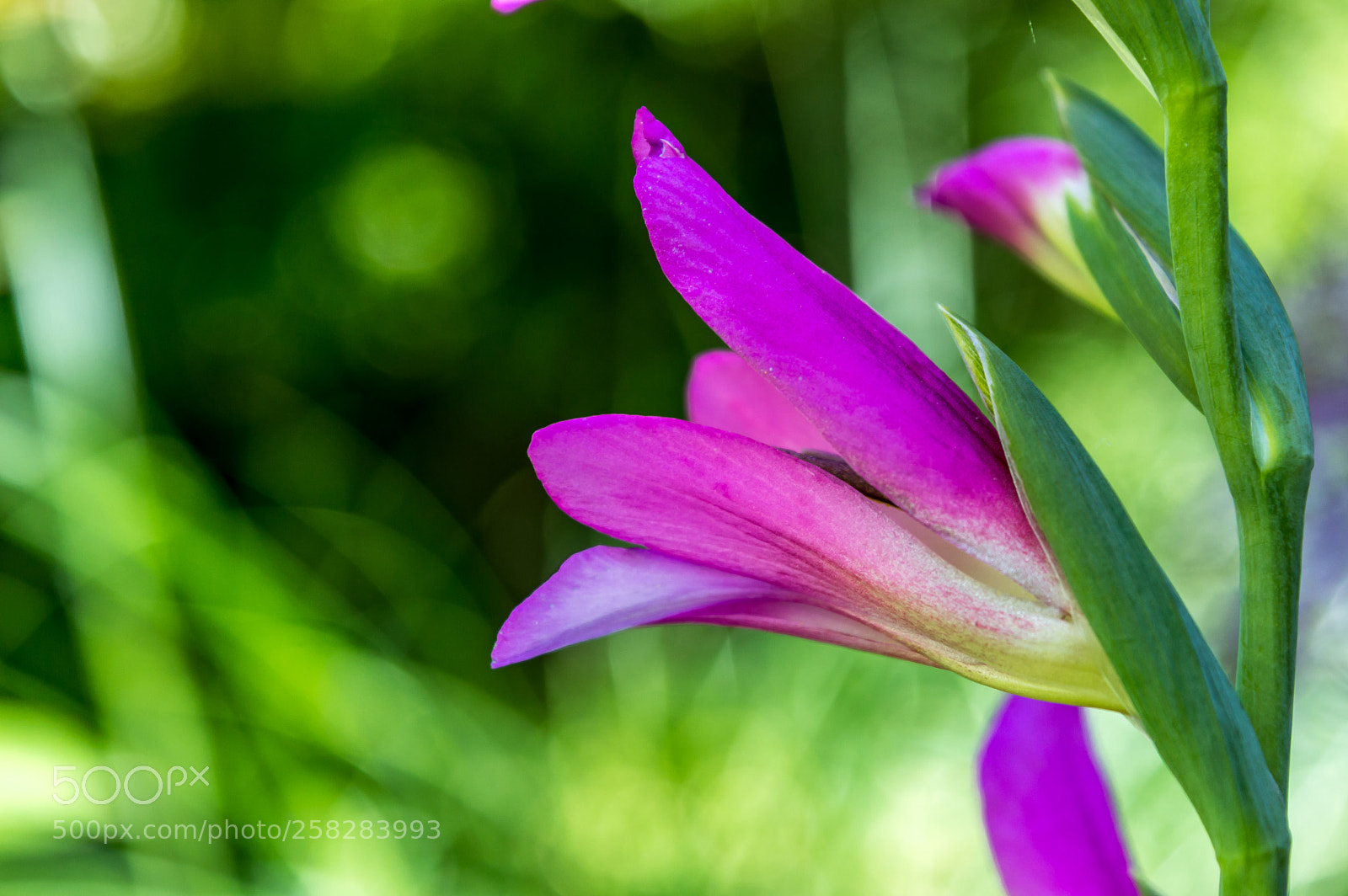 Nikon D3200 sample photo. Delicate flower photography