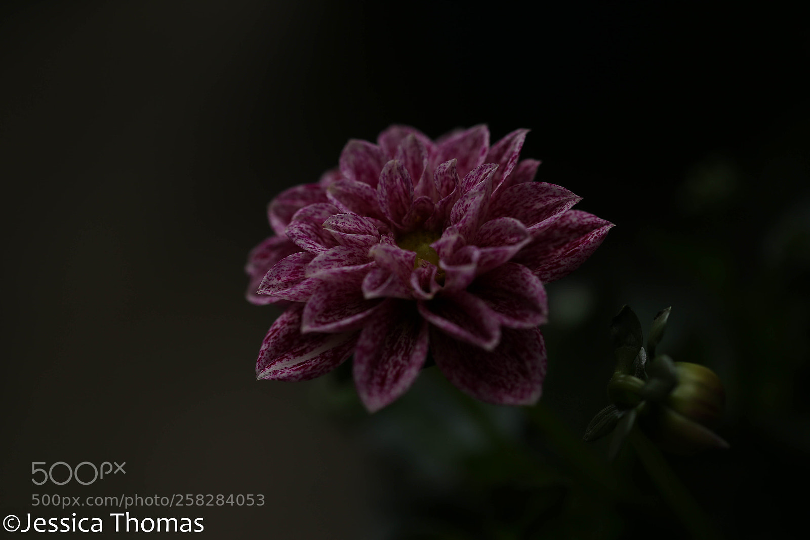 Canon EOS 6D sample photo. Untitled photography