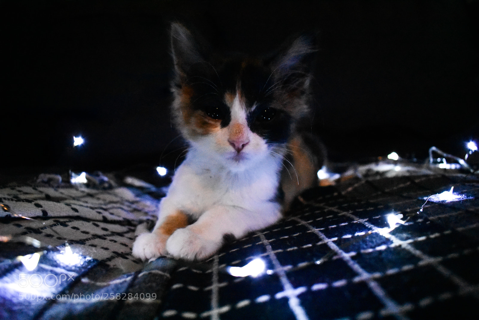 Nikon D3400 sample photo. Look into her eyes photography