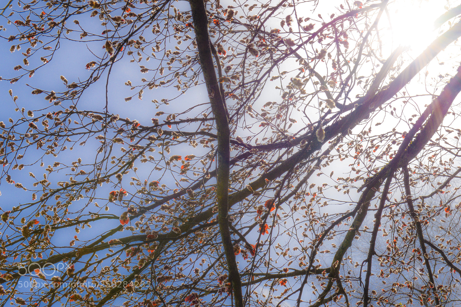 Nikon D610 sample photo. Transparency photography