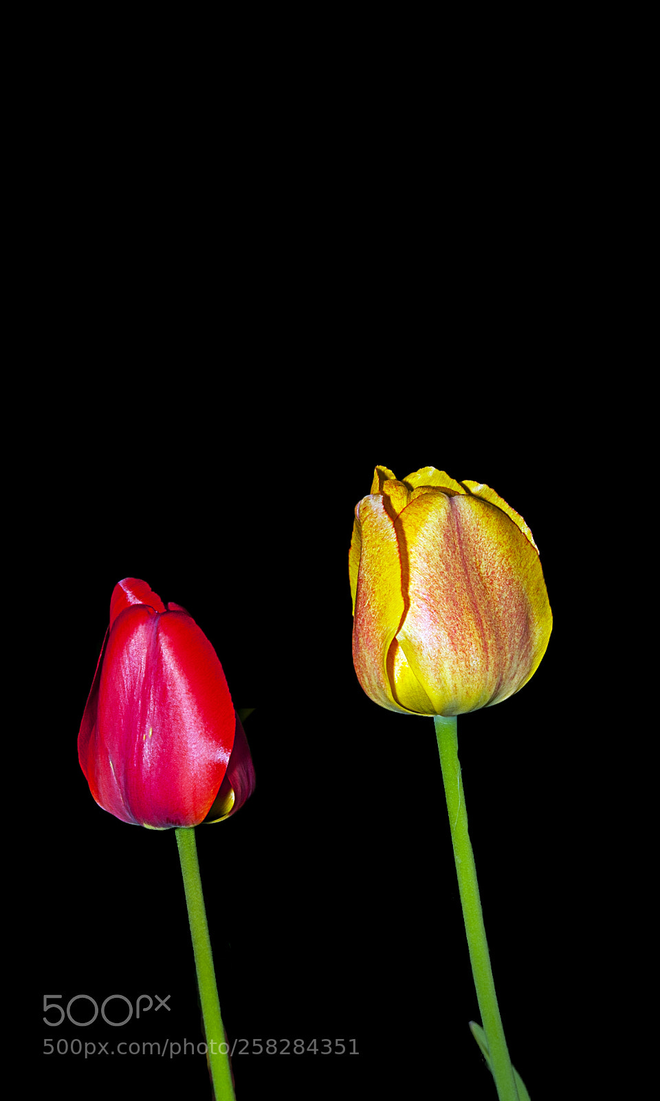 Canon EOS 40D sample photo. Tulipes à l'aube photography