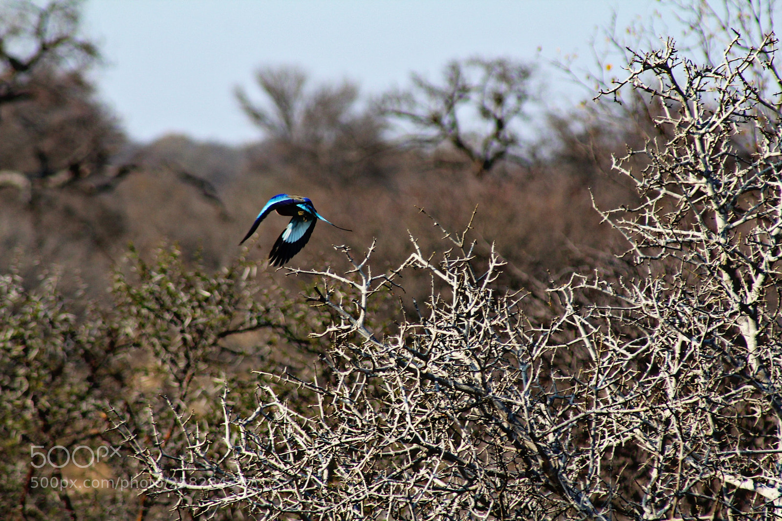 Canon EOS 1200D (EOS Rebel T5 / EOS Kiss X70 / EOS Hi) sample photo. Lilac-breasted roller photography