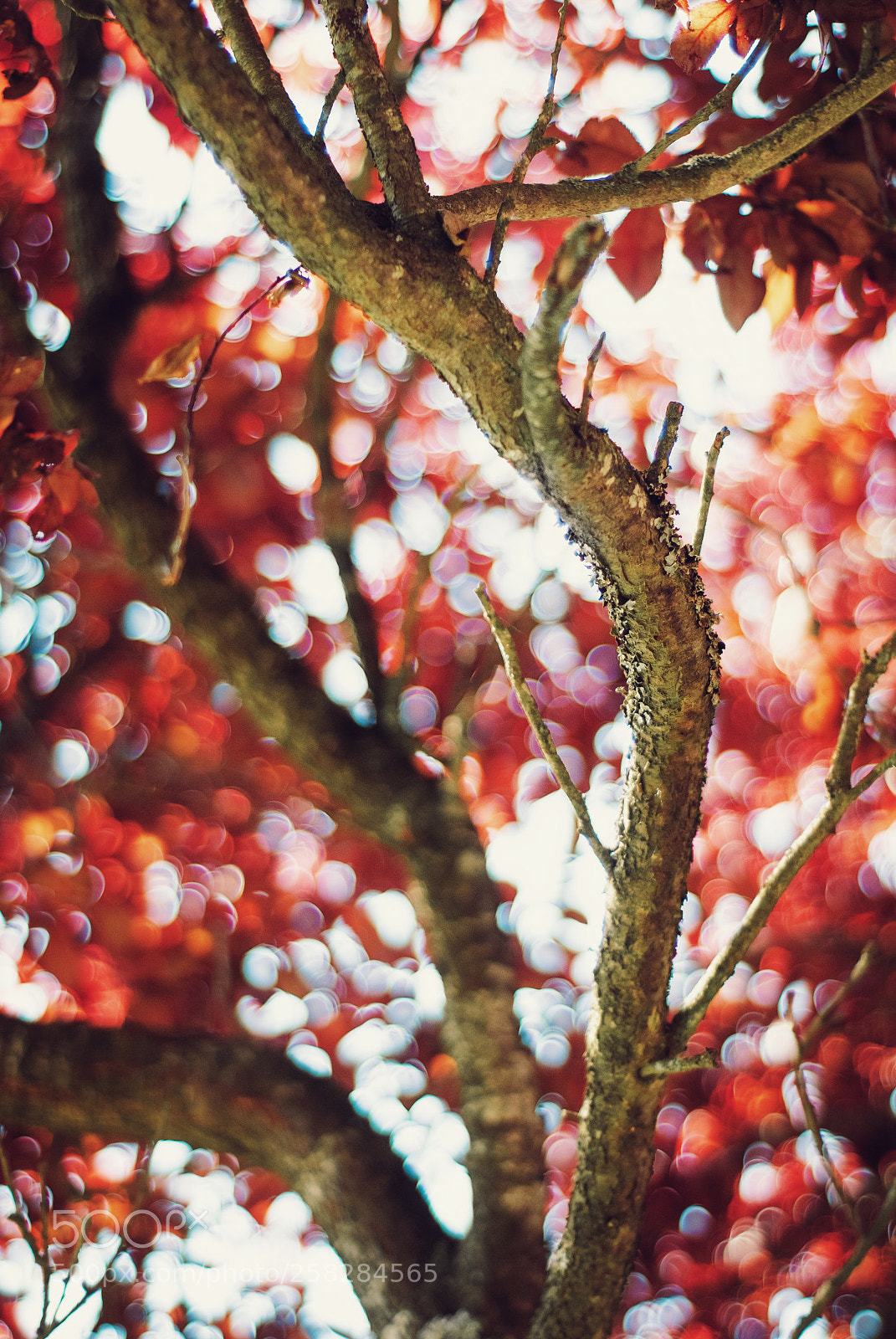 Nikon D3000 sample photo. Texture photography