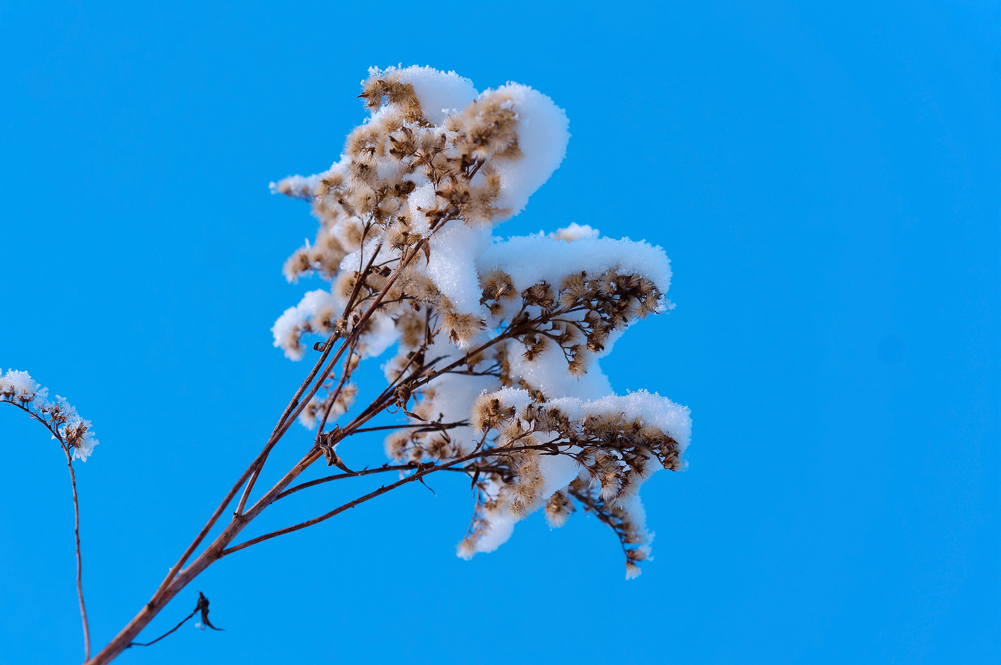 Sony Alpha NEX-3N sample photo. Snow on the top of the grass, dry grass in the snow, snow on the grass against the blue sky,... photography