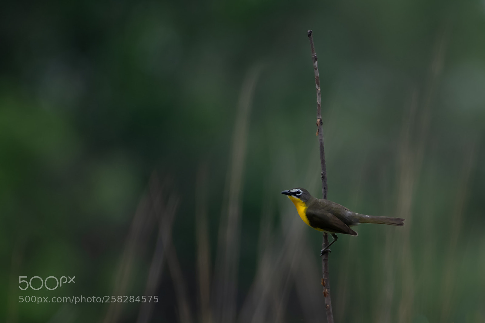 Nikon D850 sample photo. Yellow breasted chat photography