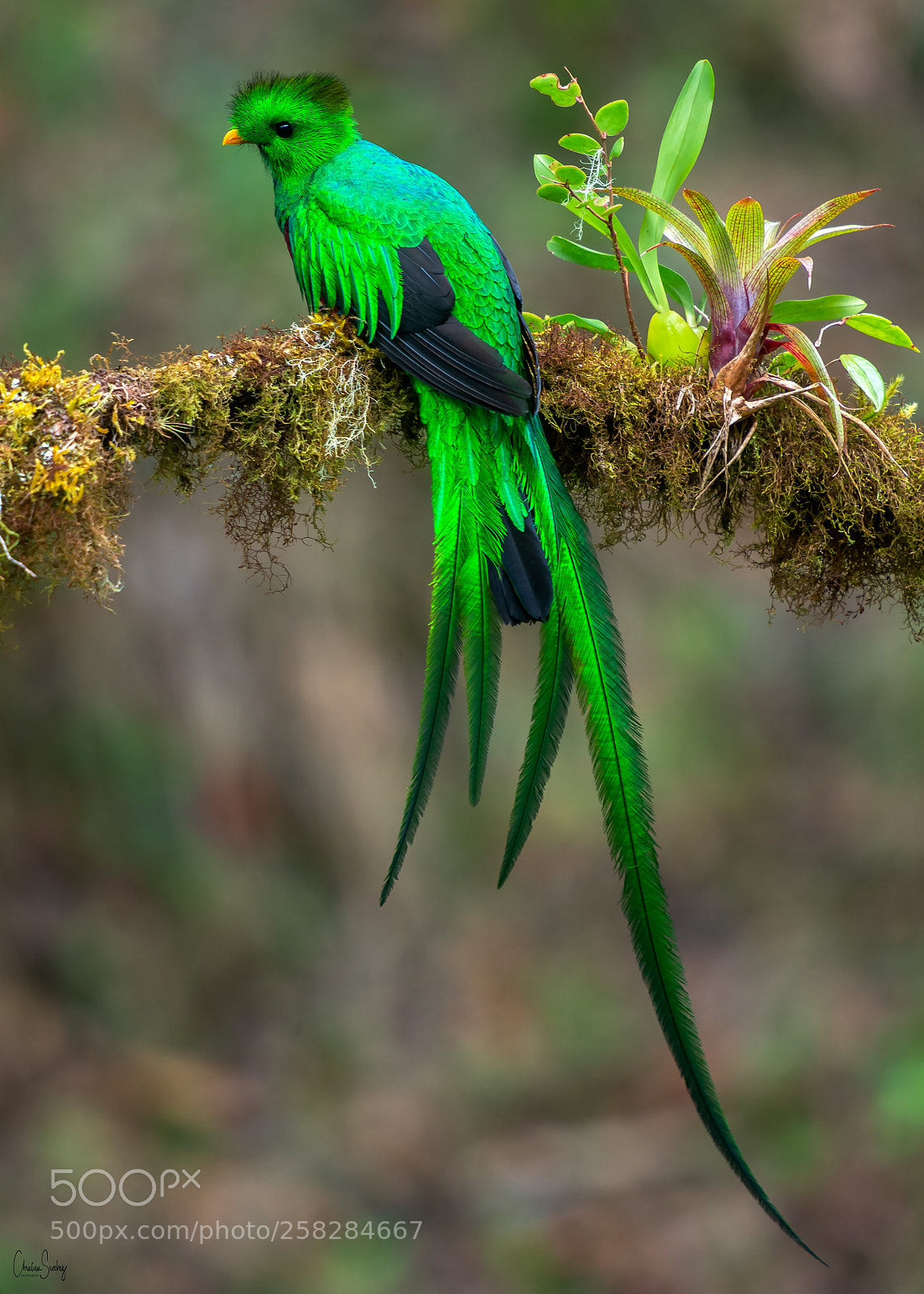 Nikon D4 sample photo. Resplendent quetzal photography