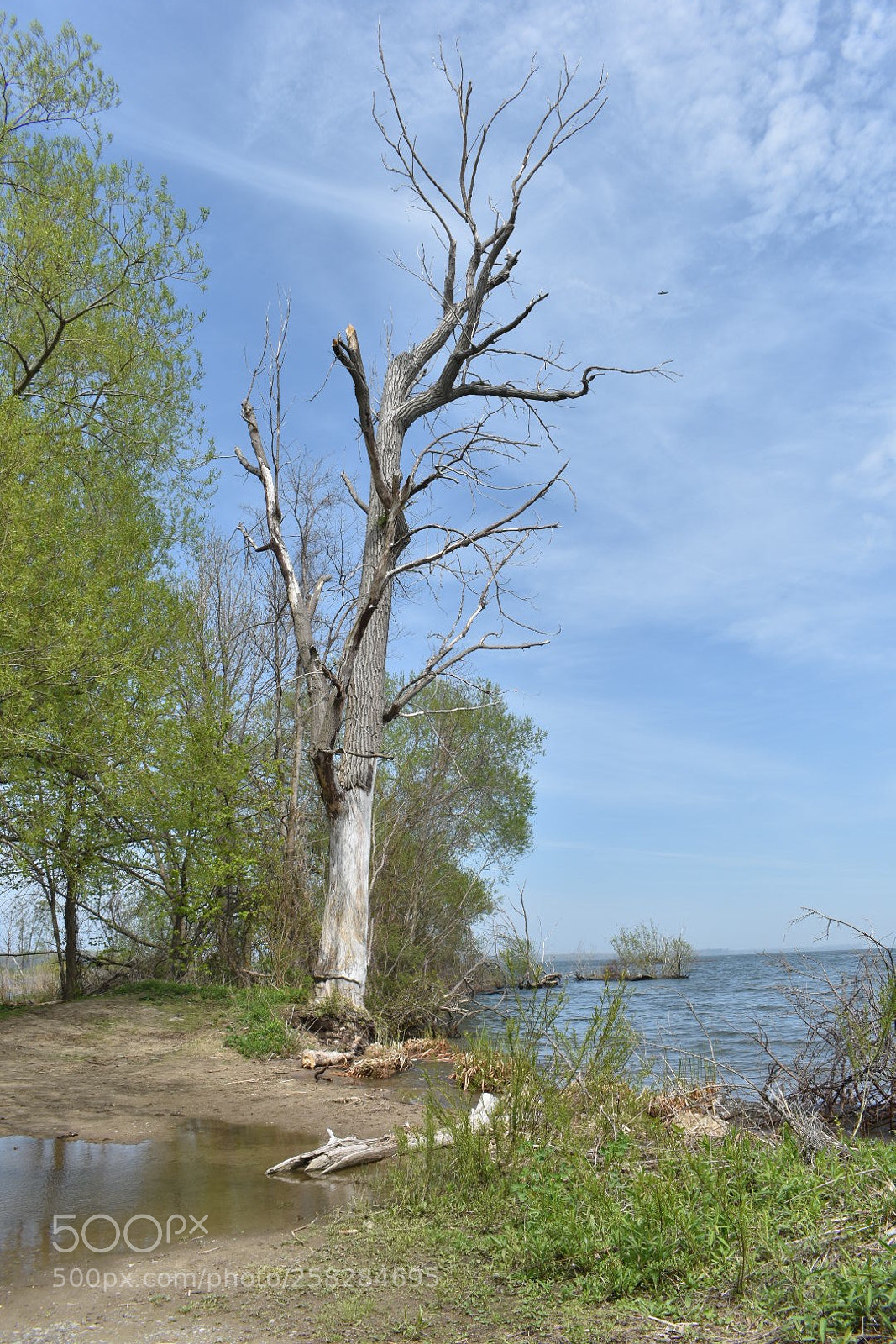 Nikon D3400 sample photo. Dead tree photography