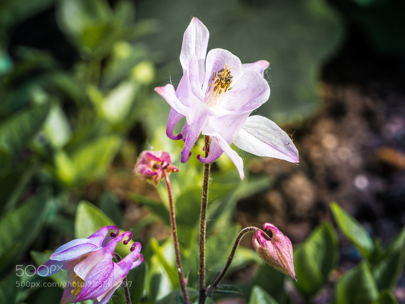 Sony a6000 sample photo. Into the sun photography