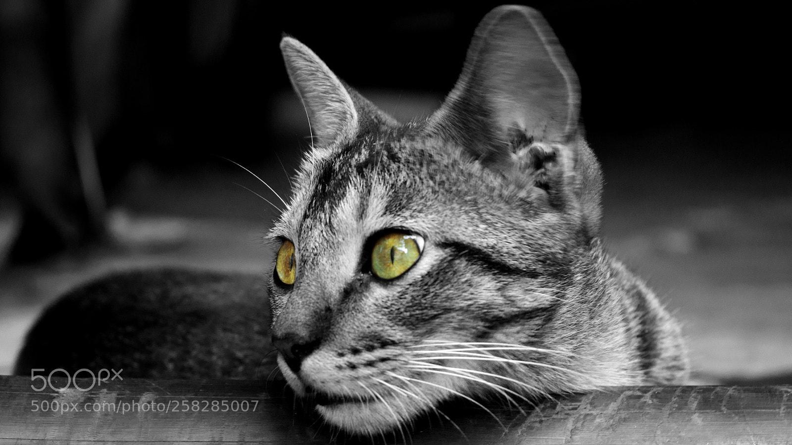 Nikon D3200 sample photo. Junior tiger photography