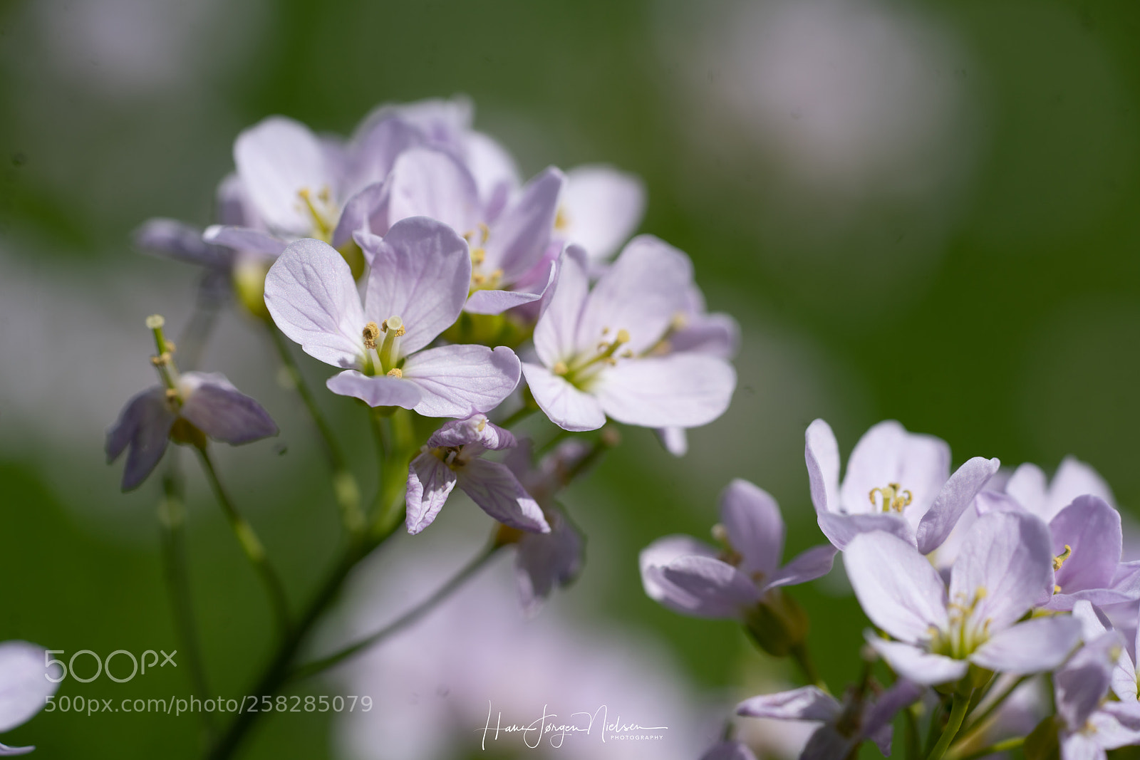 Sony a7R II sample photo. Meadowfoam photography