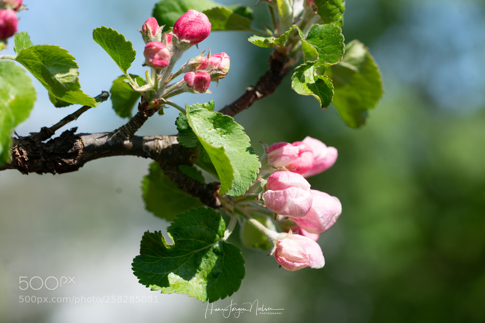 Sony a7R II sample photo. Apple flower buds photography