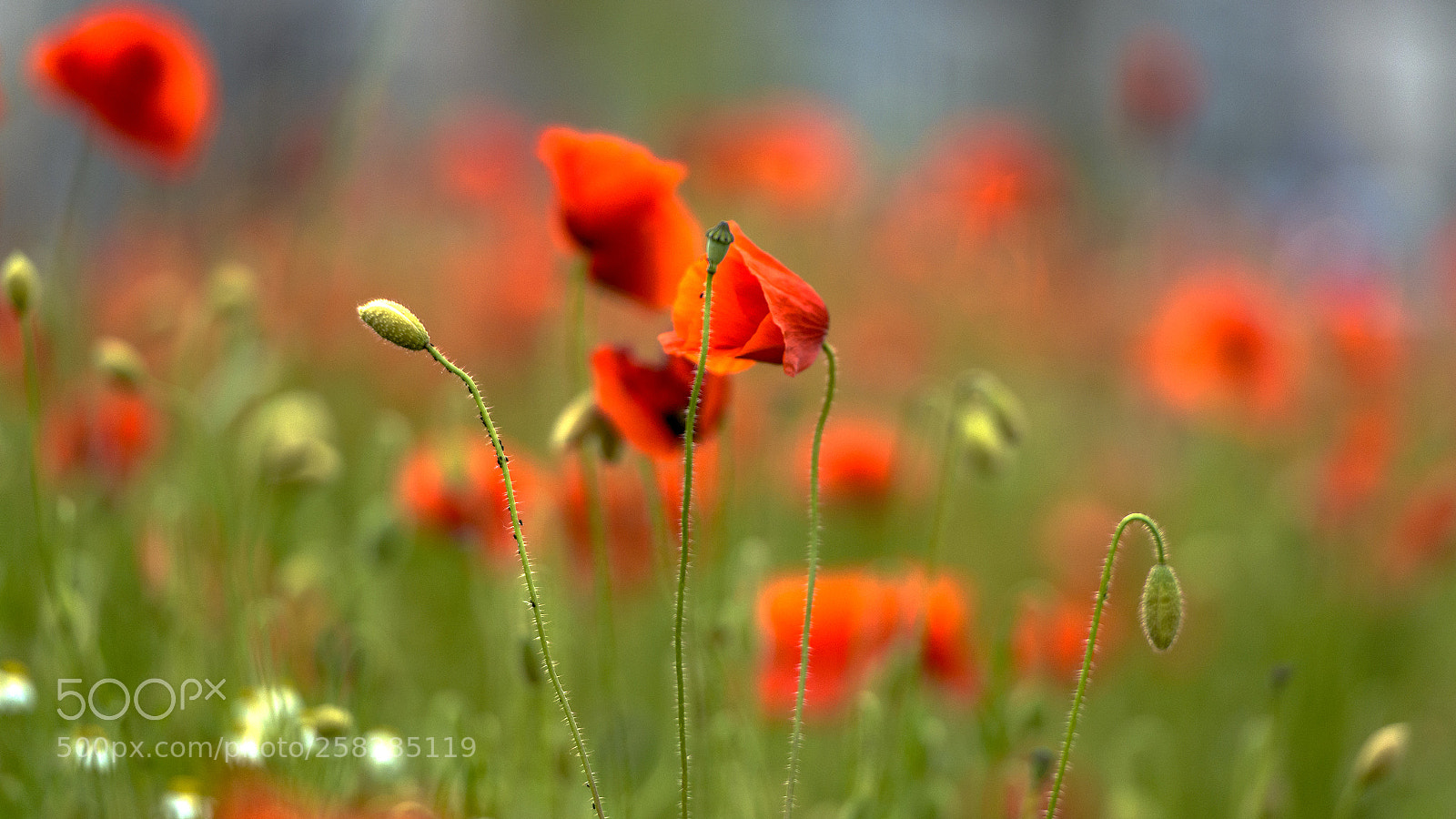 Nikon D800 sample photo. Papaversfield photography