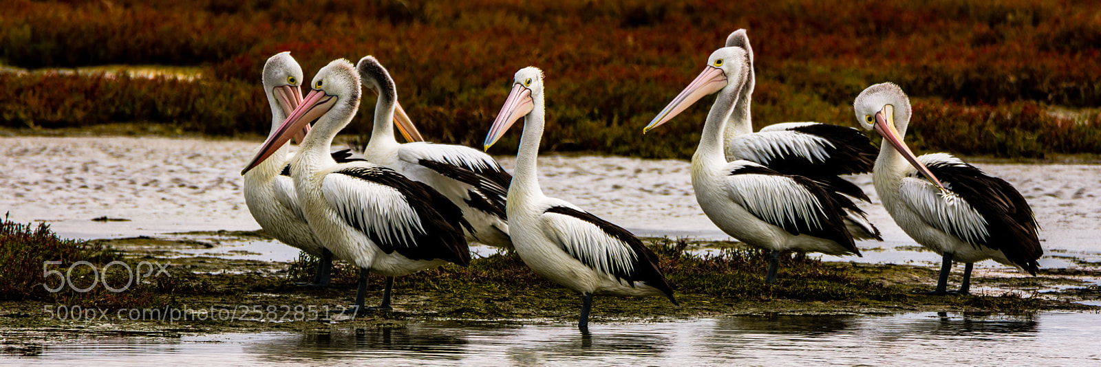 Nikon D7200 sample photo. Squadron ii photography