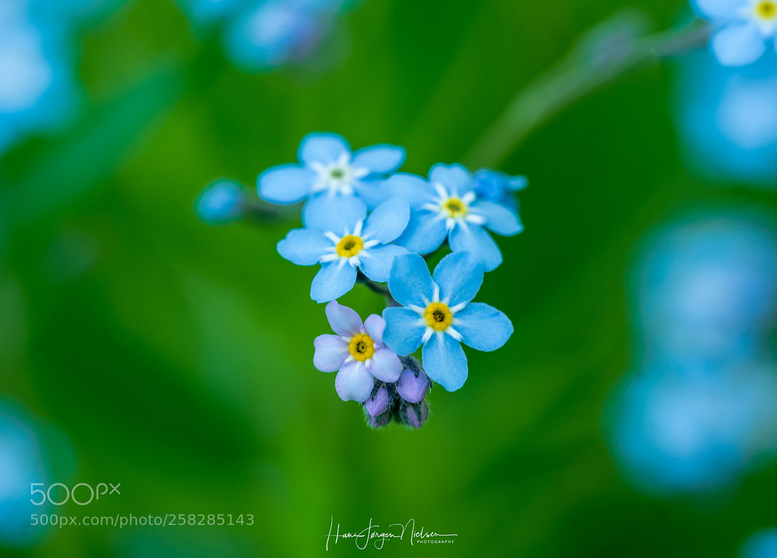 Sony a7R II sample photo. Forgetmenot photography